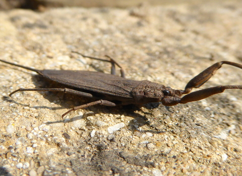 Water scorpion