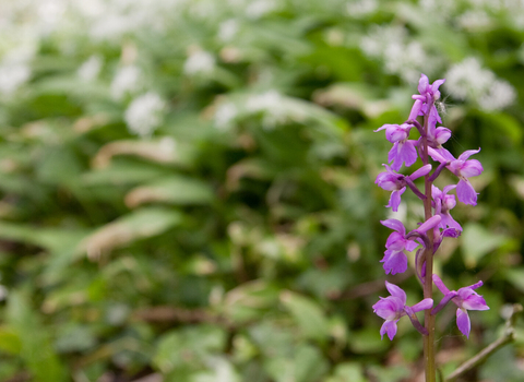 early purple orchid